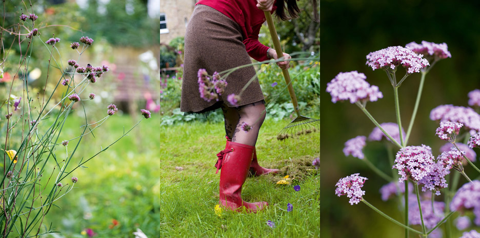 Sweet Peas for Summer / Bloomsbury - Photographs by Jill Mead