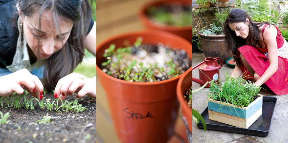 Sweet Peas for Summer / Bloomsbury - Photographs by Jill Mead