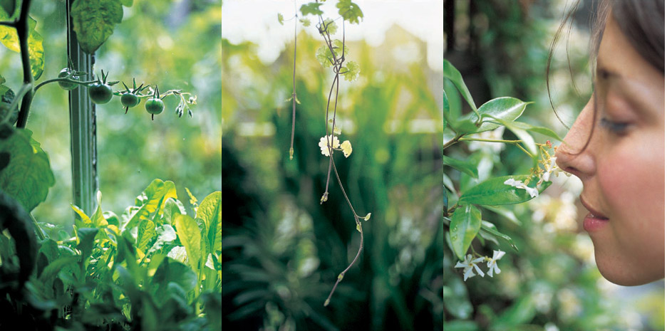 The Virgin Gardener / Bloomsbury - Photographs by Jill Mead