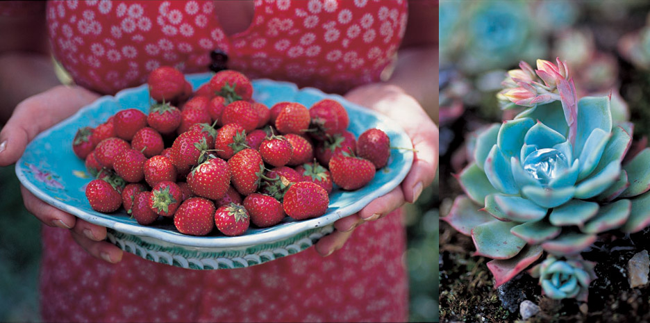 The Virgin Gardener / Bloomsbury - Photographs by Jill Mead