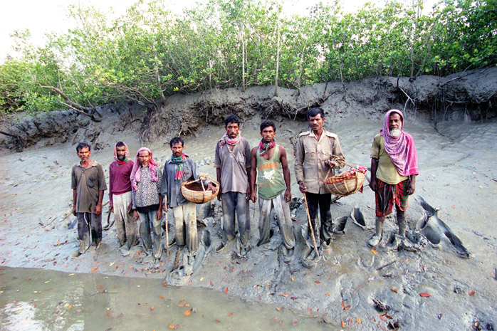 Bangladesh honey hunt - Photograph by Jill Mead