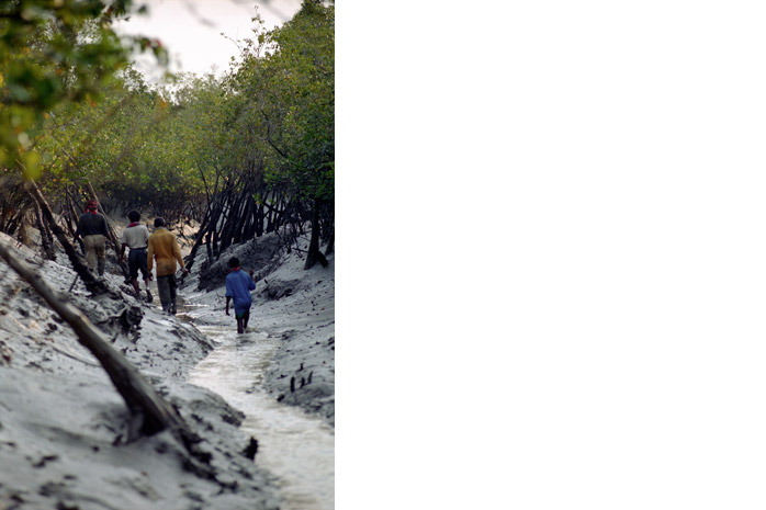 Bangladesh honey hunt - Photograph by Jill Mead