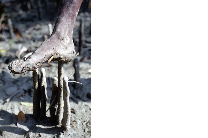 Bangladesh honey hunt - Photograph by Jill Mead