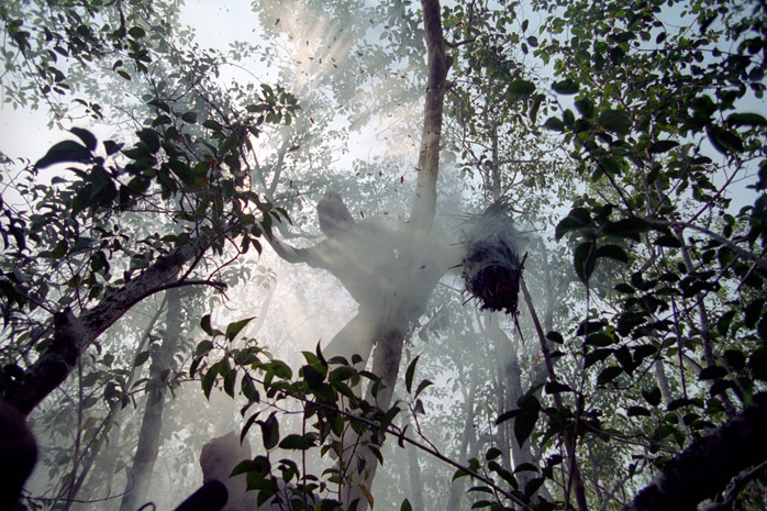 Bangladesh honey hunt - Photograph by Jill Mead