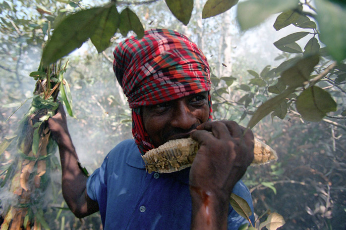 Bangladesh honey hunt - Photograph by Jill Mead