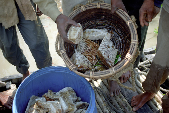 Bangladesh honey hunt - Photograph by Jill Mead