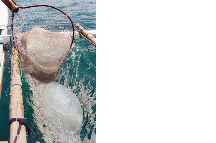 Jellyfish harvest / Palawan - Photograph by Jill Mead