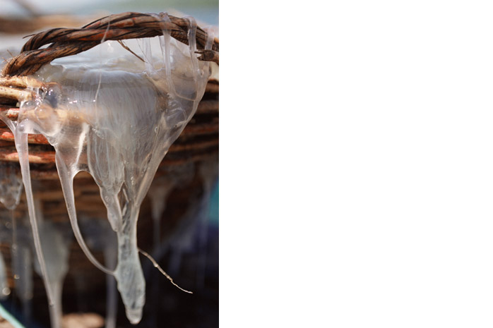 Jellyfish harvest / Palawan - Photograph by Jill Mead