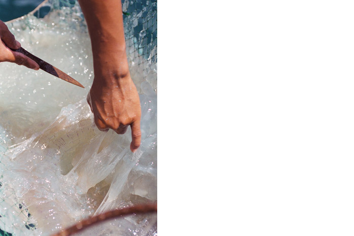 Jellyfish harvest / Palawan - Photograph by Jill Mead