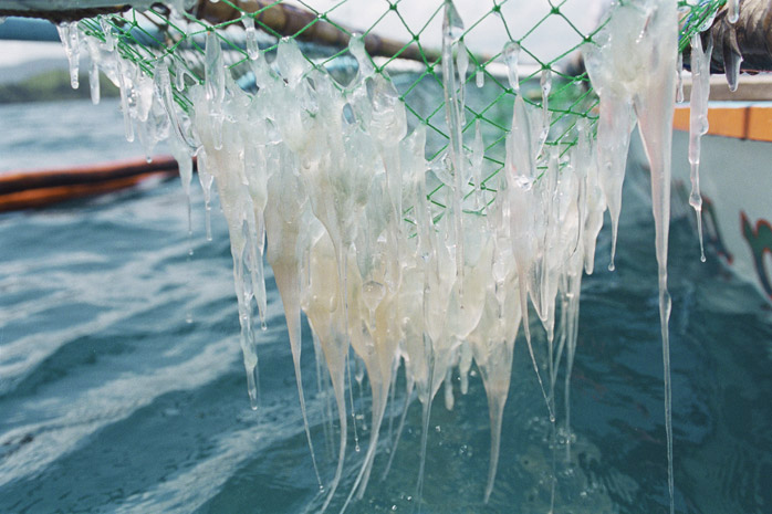 Jellyfish harvest / Palawan - Photograph by Jill Mead