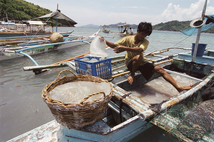 Jellyfish harvest / Palawan - Photograph by Jill Mead