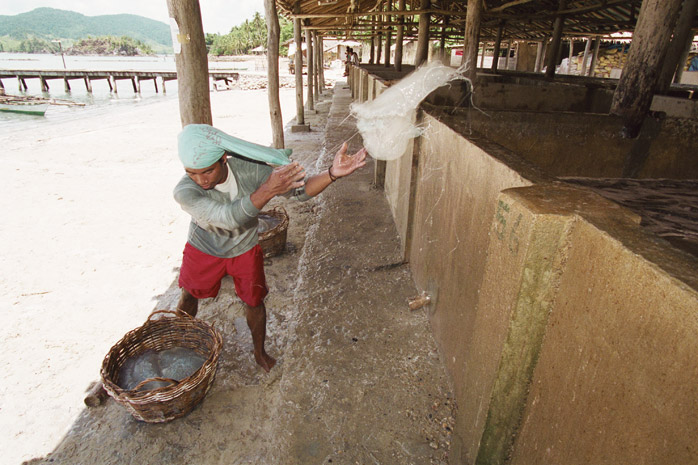 Jellyfish harvest / Palawan - Photograph by Jill Mead