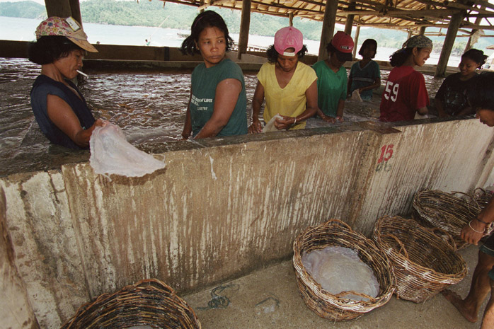 Jellyfish harvest / Palawan - Photograph by Jill Mead